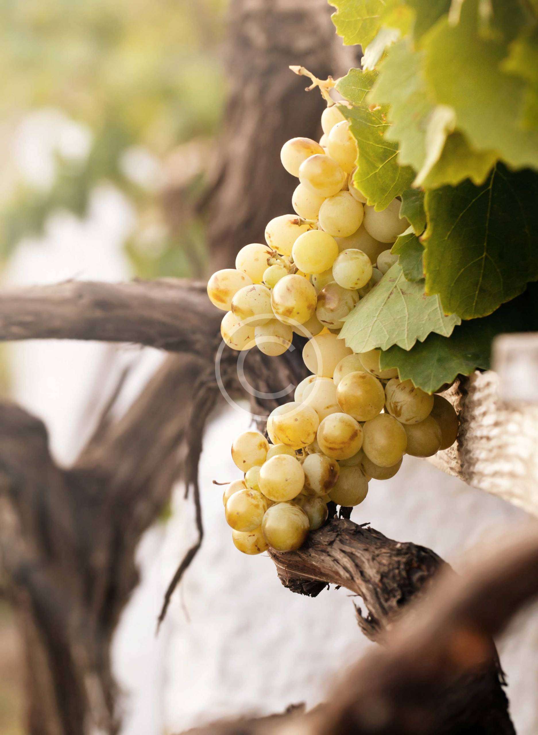 Burgundy Wine Region of Eastern France